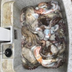 船タコ釣り