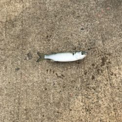 大磯港でサビキ釣り