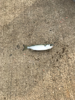 大磯港でサビキ釣り