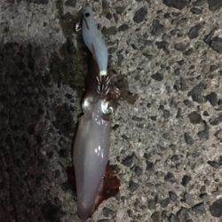 新子いてました!