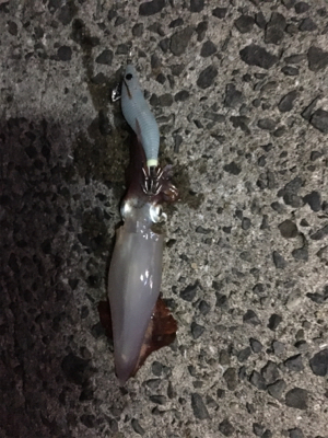 新子いてました!