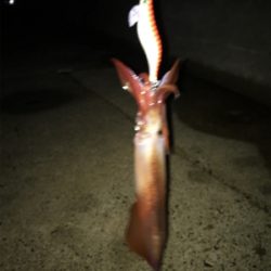 アオリ狙いなのに剣先ばっか