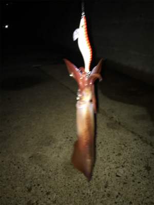 アオリ狙いなのに剣先ばっか