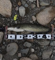 夕方からナマズゲーム