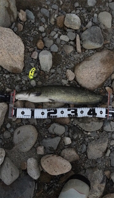 夕方からナマズゲーム