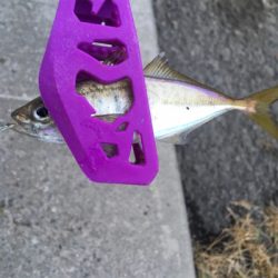 SLSJで夕まづめの豆アジ