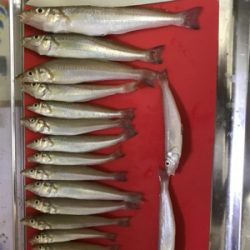 キス釣りイン石川県