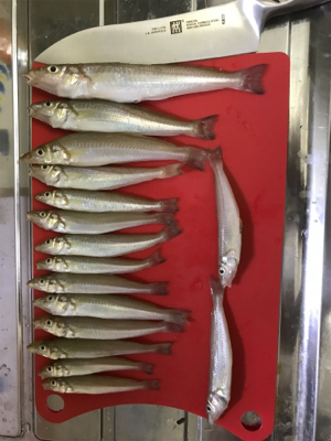 キス釣りイン石川県