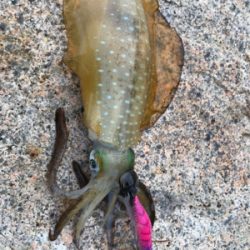 エギングええ感じ