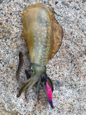 エギングええ感じ