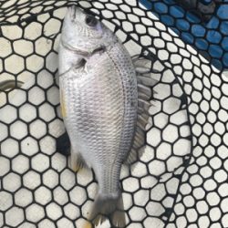 浜名湖ボートでマゴチ爆釣