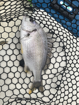 浜名湖ボートでマゴチ爆釣