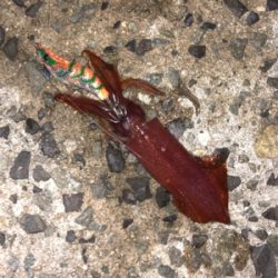 台風前エギング