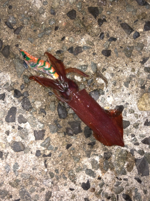 台風前エギング