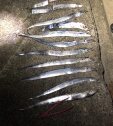 台風前の駆け込みタチウオ