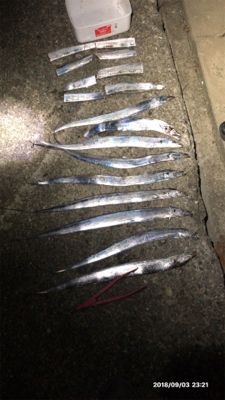 台風前の駆け込みタチウオ