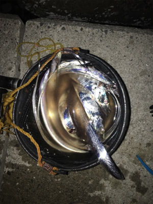 何匹釣れたか、わかりません。