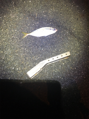 台風後の湾内調査