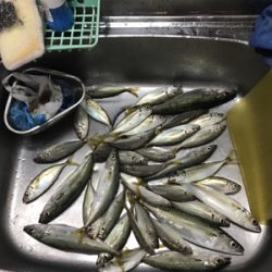 台風後アジング