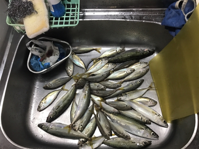 台風後アジング