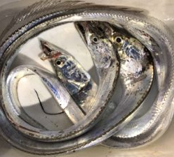 ワームでタチウオ