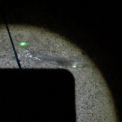 人工島で今年初タチウオ!