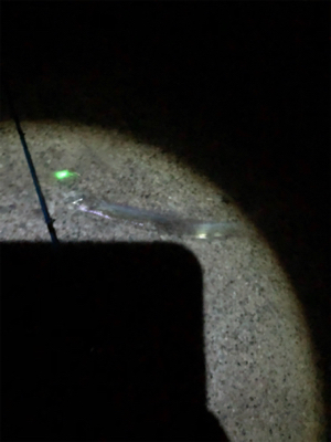 人工島で今年初タチウオ!