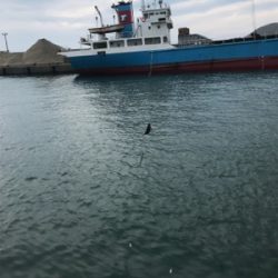 大磯港でサビキ釣り