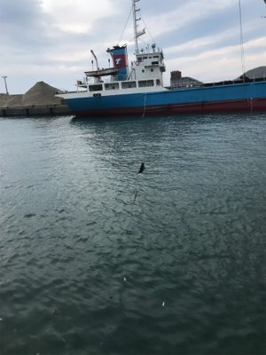 大磯港でサビキ釣り