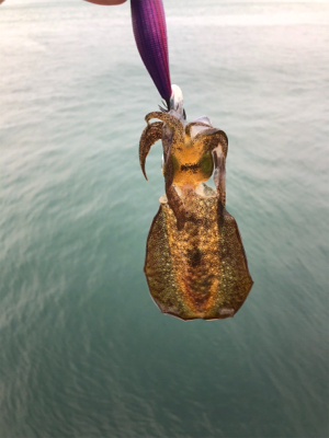 台風後の濁りの様子を見るついでに釣り◎