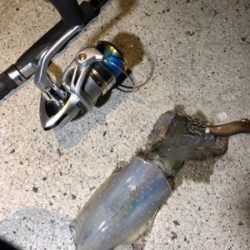 仕事終わりのエギング