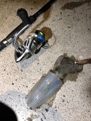 仕事終わりのエギング