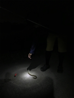 うなぎ釣り再リベンジ