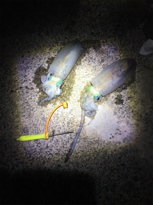 台風後のイカ調査