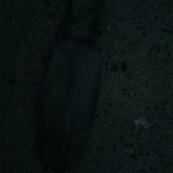 手のひらサイズ二杯