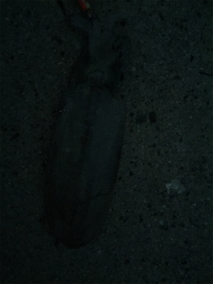 手のひらサイズ二杯