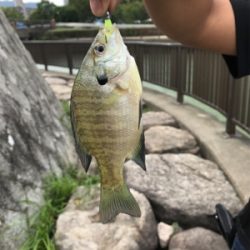 トラウトタックルでバス