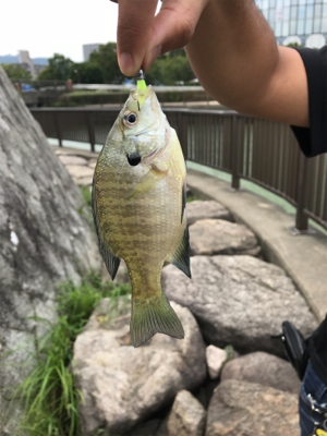 トラウトタックルでバス