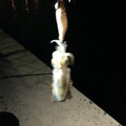 雨が降る前の短時間釣行