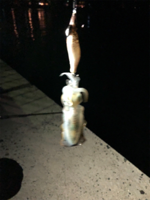 雨が降る前の短時間釣行