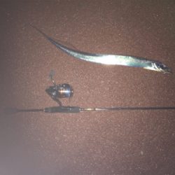 初めてのゲスト