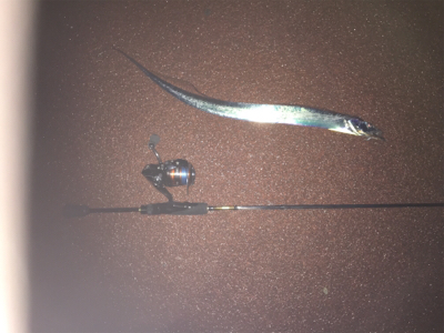 初めてのゲスト