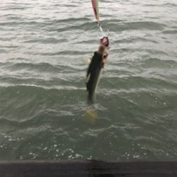 ホームで初タチウオ