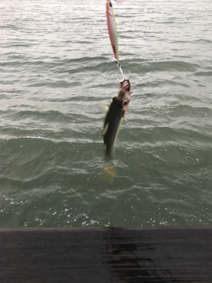 ホームで初タチウオ