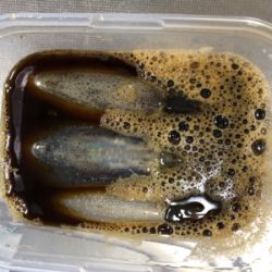 今シーズン初エギング