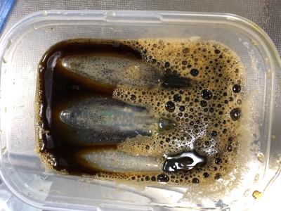 今シーズン初エギング