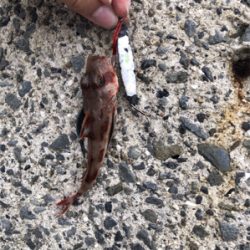 まさかの！！！！！