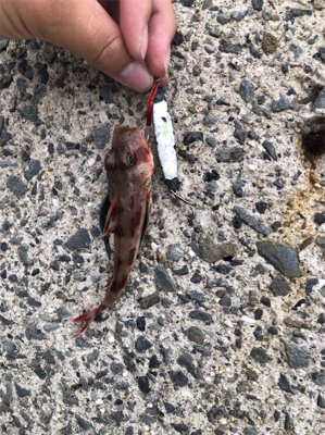 まさかの！！！！！