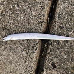 短時間でまずまずの釣果