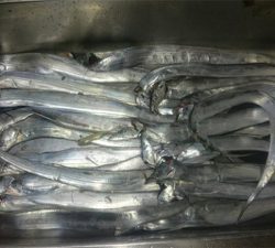 爆釣！！！！！！